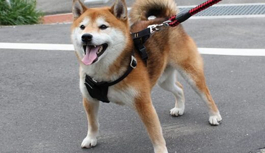 まめ家の愛犬　柴犬の空まめ　- Shiba Inu -