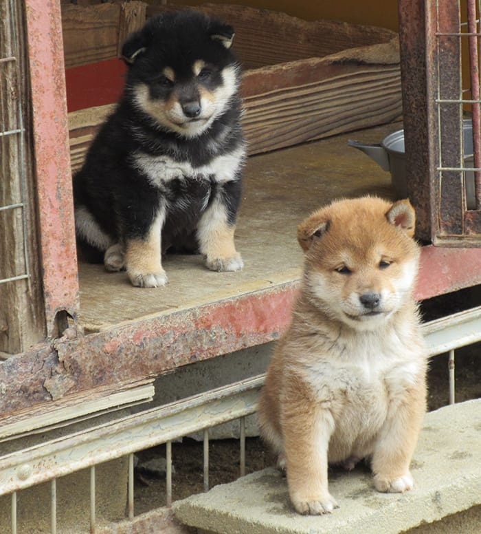 兄弟の柴犬