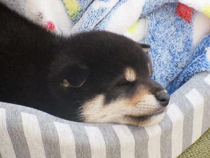 ぐっすり眠る黒柴の子犬