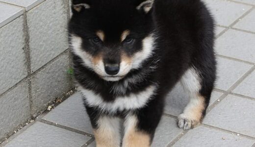 黒柴 黒まめ大地に立つ - Shiba Inu -