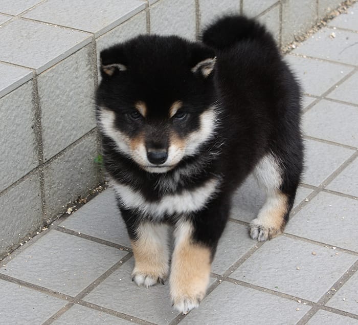 黒柴 黒まめ大地に立つ Shiba Inu まめ家の柴犬