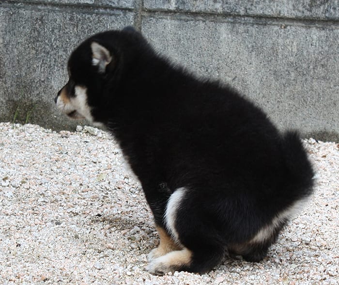 トイレも大切な黒柴の子犬