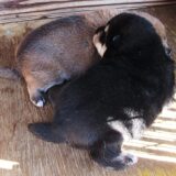 兄弟の子犬