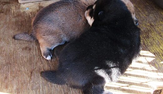 まめ家の愛犬　黒柴の黒まめ　- Shiba Inu -