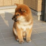 赤柴の子犬