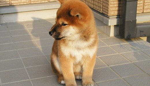 柴犬 空まめの子犬時代 No.02 - Shiba Inu -