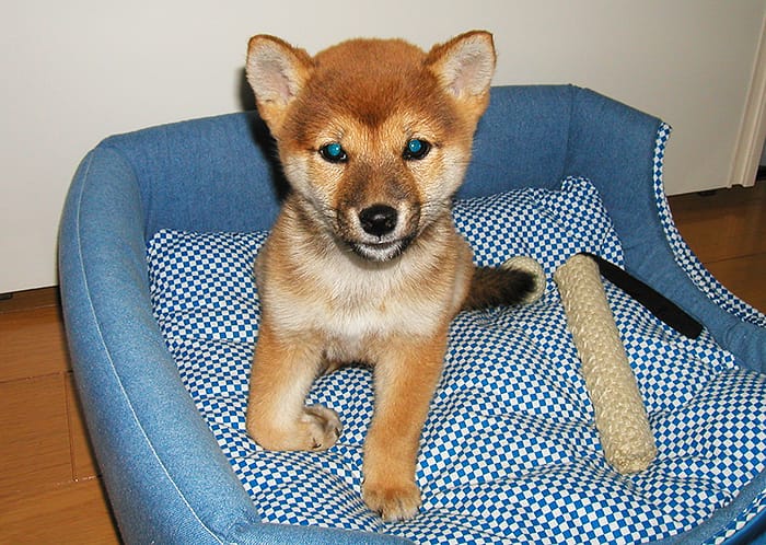 柴犬は成長の過程で本当に不細工になる時期がある Shiba Inu まめ家の柴犬