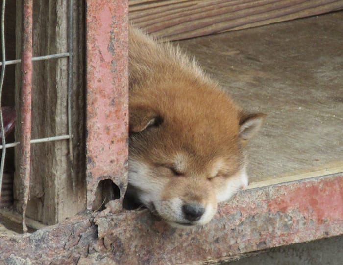 別れが辛い兄弟の犬