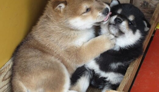 黒柴の黒まめがやってきた。 - Shiba Inu -