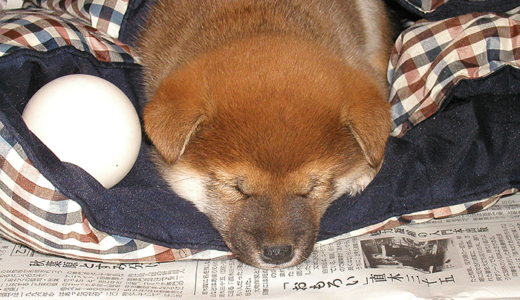 柴犬 空まめの子犬時代 No.01 - Shiba Inu -