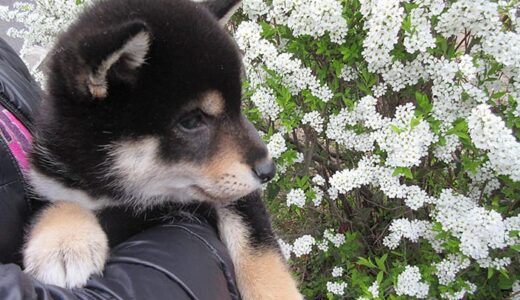 黒柴 黒まめ、はじめてお花見に行く。 -Shiba Inu-