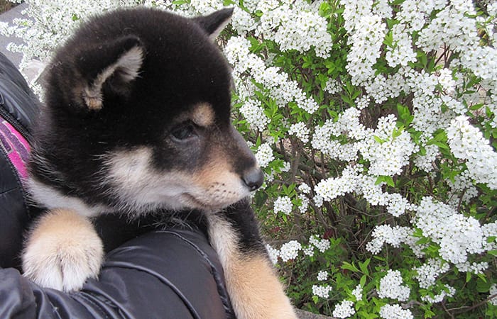 黒柴の子犬と花