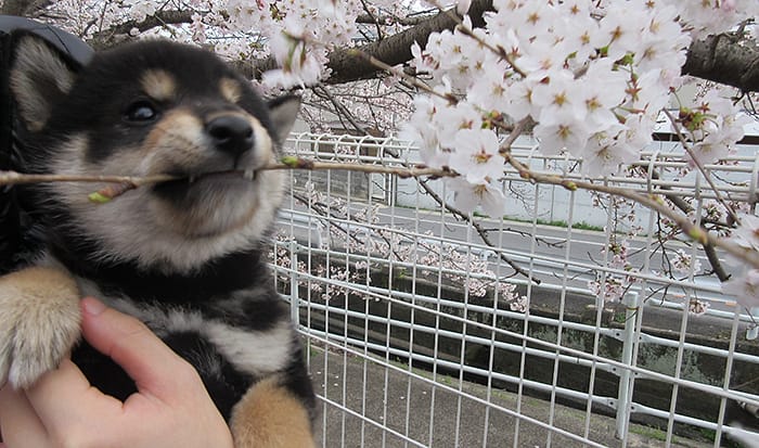 桜の枝をかじる黒柴の子犬