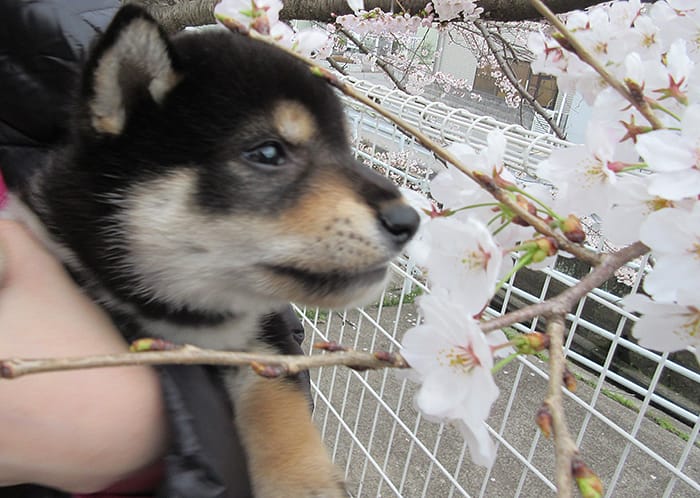 桜の香りを嗅ぐ黒柴の子犬