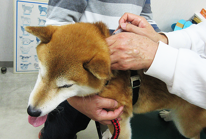 予防注射をする柴犬