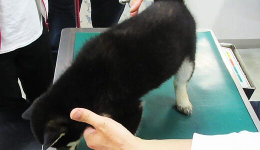 黒柴 黒まめ、最後の予防注射  -Shiba Inu-