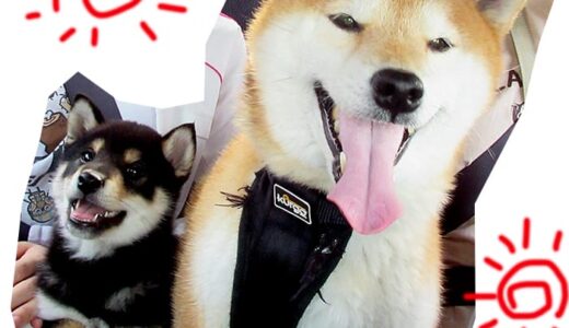 柴犬 空まめ、黒まめ、予防注射す。 -Shiba Inu-