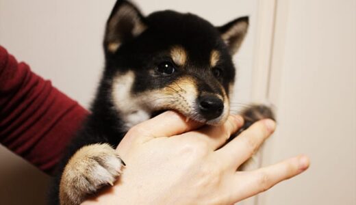 黒柴 黒まめがカミツキガメになってしまい、対策を考えました。 -Shiba Inu-