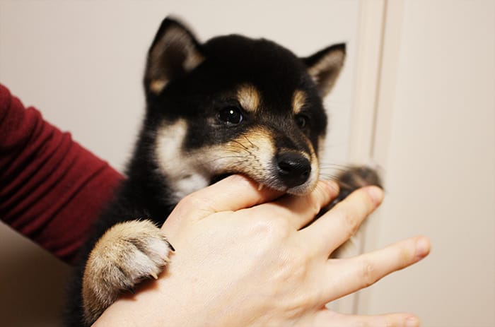 カミツキガメになった黒柴の子犬