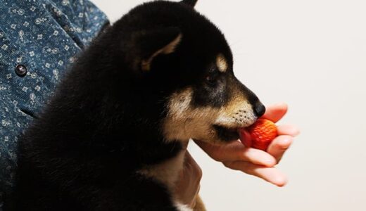黒柴 黒まめ、フルーツ大好き! -Shiba Inu-