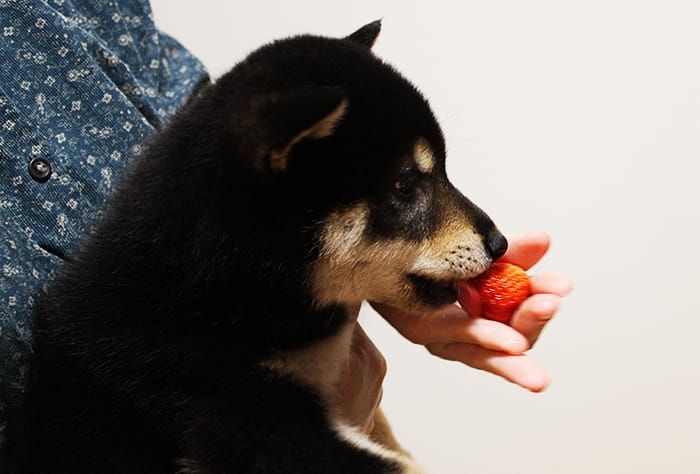 いちごを食べる黒柴の子犬