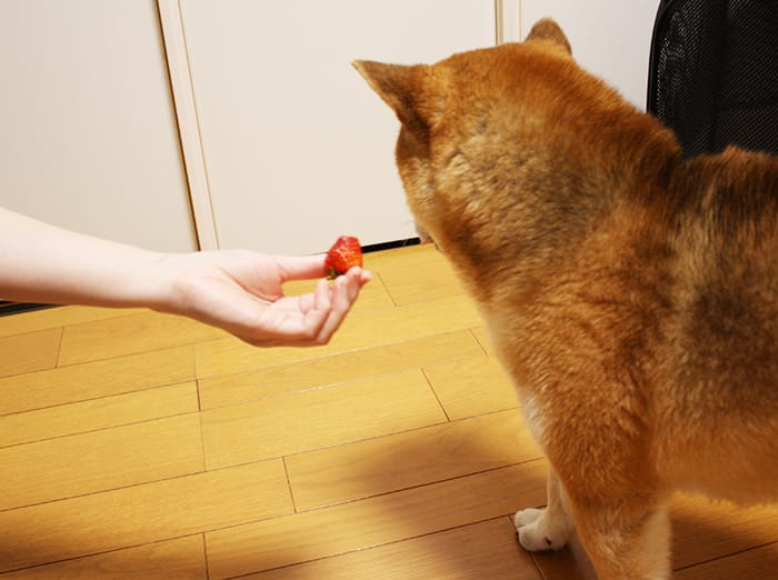 果物が苦手な柴犬