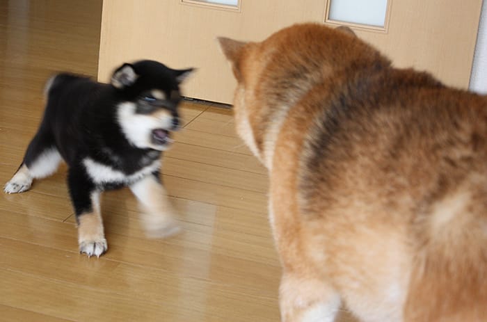 柴犬の多頭飼いの喧嘩