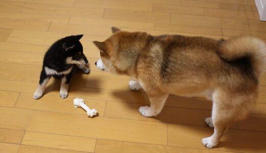柴犬 空まめと黒まめ・なかよく出来るかな？ - 第2弾（柴犬多頭飼い）- Shiba Inu -