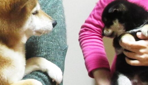 柴犬 空まめと黒まめ・なかよく出来るかな？（柴犬多頭飼い） -Shiba Inu-