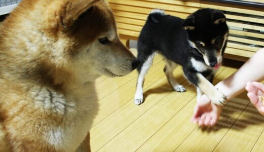 柴犬 空まめと黒まめ 上手にお手が出来るかな？（柴犬多頭飼い -Shiba Inu -）