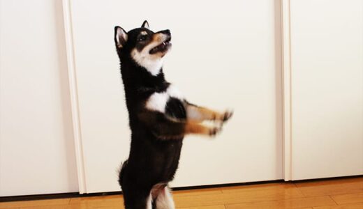 柴犬 黒まめとまめ家（どうやって黒まめは落ち着いてきたのか？）