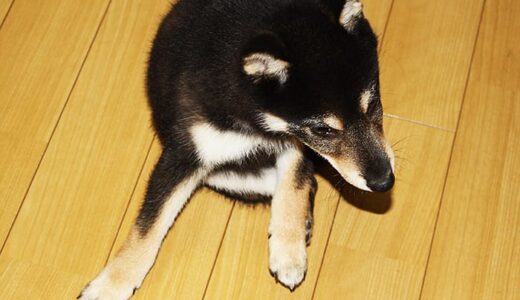 柴犬 黒まめ、乳歯抜ける（- Shiba Inu -）