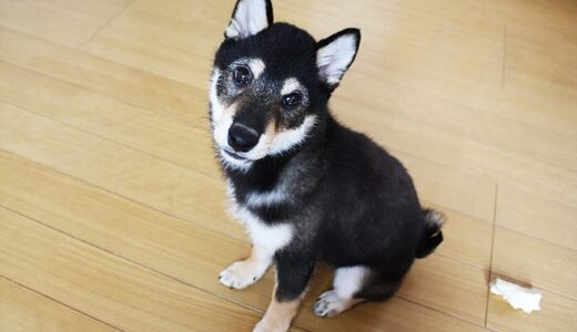 柴犬 黒まめのいたずらで、8ヶ月を耐えて発芽したストレリチアが無残な姿に…やっぱりまだまだいたずら盛りです。（-Shiba Inu-）