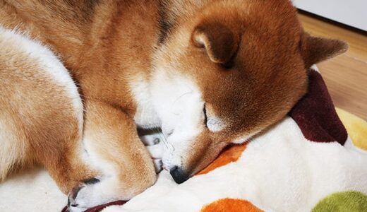 下のソーシャルリンクからフォロー