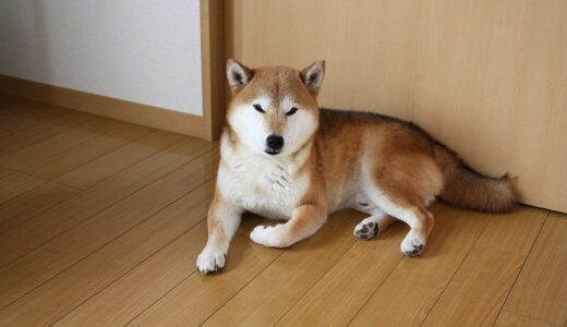 最近の柴犬 空まめ（柴犬多頭飼い） -Shiba Inu-