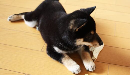 柴犬 黒まめの変わっているところ - Shiba Inu ?