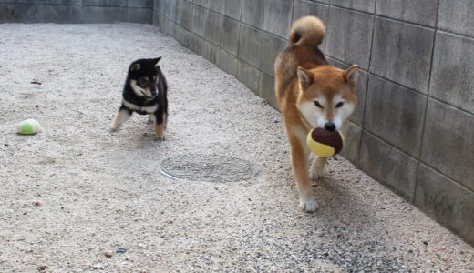 柴犬 空まめと黒まめと外でボール遊びだ。なかよくできるかな？ - 第3弾（柴犬多頭飼い）- Shiba Inu -