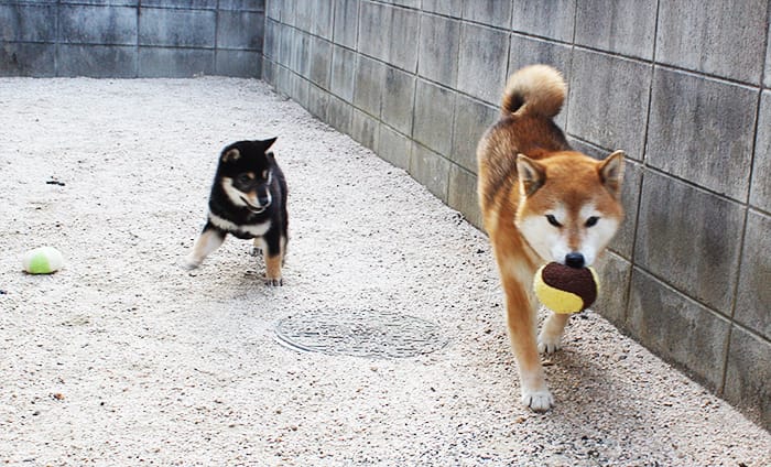 柴犬多頭飼いのボール遊び