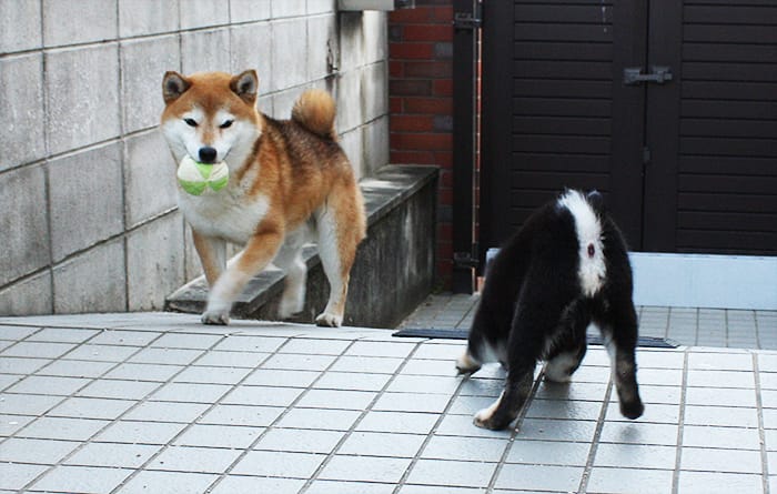 柴犬多頭飼いのボール遊び