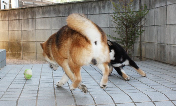 柴犬多頭飼いのボール遊び