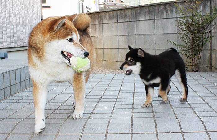 柴犬多頭飼いのボール遊び