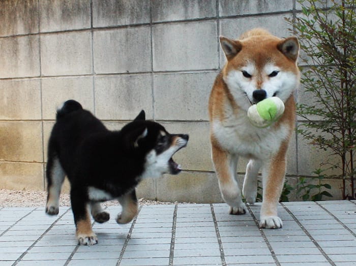 柴犬多頭飼い　ボールをちょうだい！