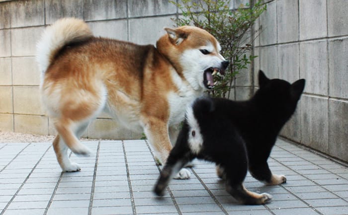 柴犬多頭飼いの喧嘩