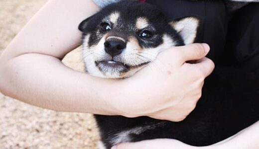 柴犬 黒まめは急速に落ち着いてきました。（- Shiba Inu -）