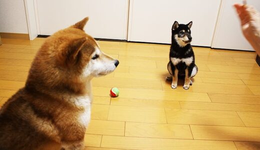 柴犬 空まめと黒まめ おやつの時間だよ。なかよくできるかな？ ? 第4弾 ? （柴犬多頭飼い - Shiba Inu ?）