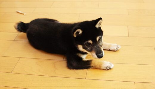 コンバット食べちゃった。犬の誤飲の対処方法 （柴犬　- Shiba Inu -）