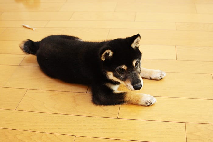 コンバット食べちゃった 犬の誤飲の対処方法 柴犬 Shiba Inu まめ家の柴犬