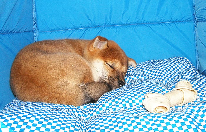 眠る子犬