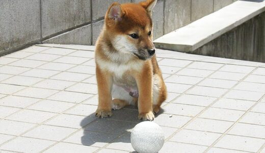 柴犬 空まめがボール遊びが得意な理由