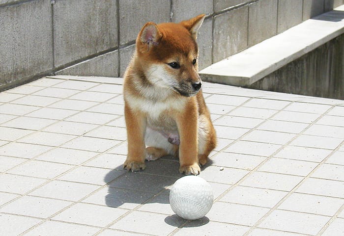 ボールと柴犬